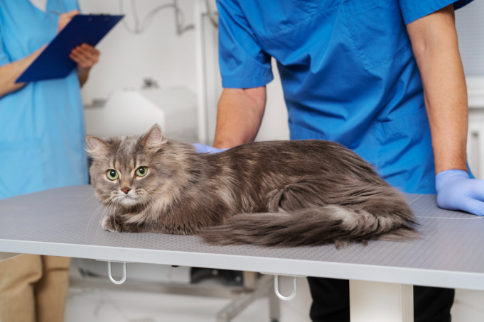 cat checkup