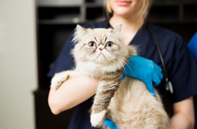  vet holding cat