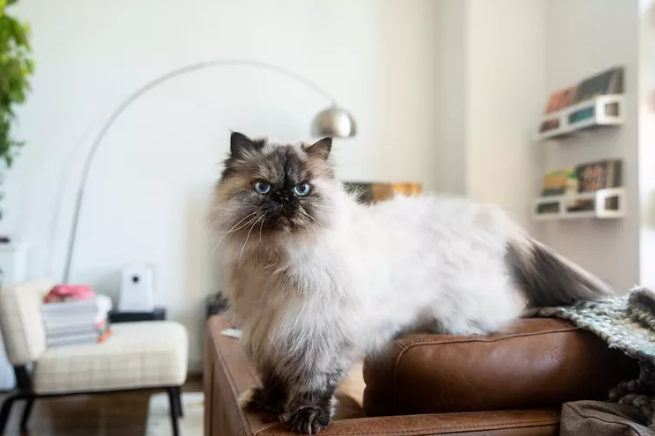 a Himalayan cat