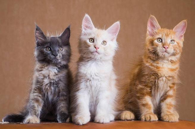 superfecundation cats sitting together