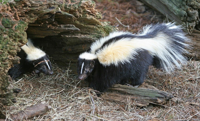 image of skunk