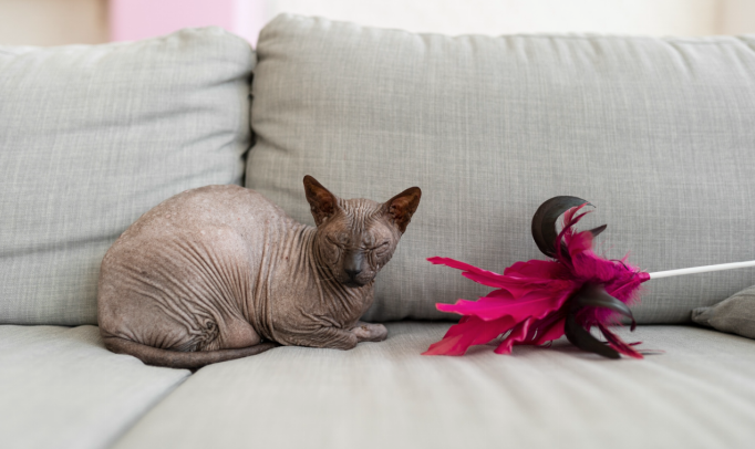 cat sitting on couch