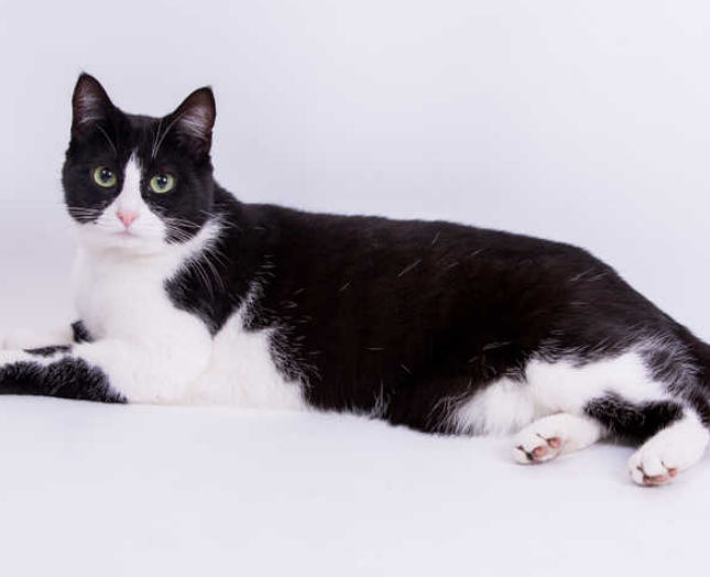 adult cat with fever coat