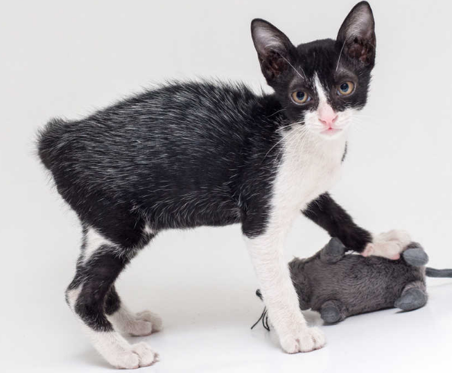 example of kitten with fever coat