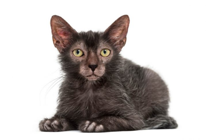 fever coat kitten