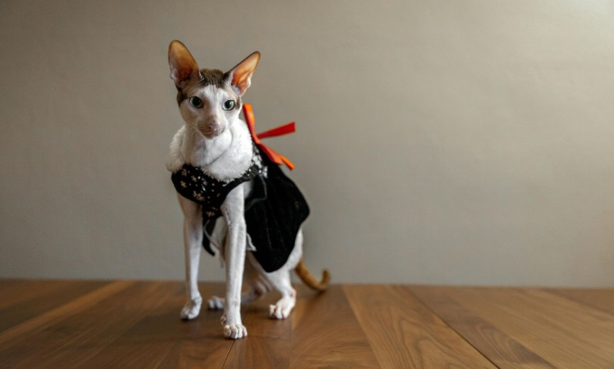 Cornish Rex Cats