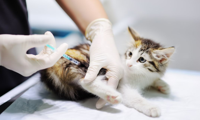 Vestibular Disease in Cats