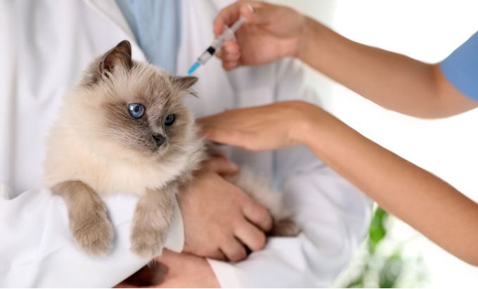 Vestibular Disease in Cats