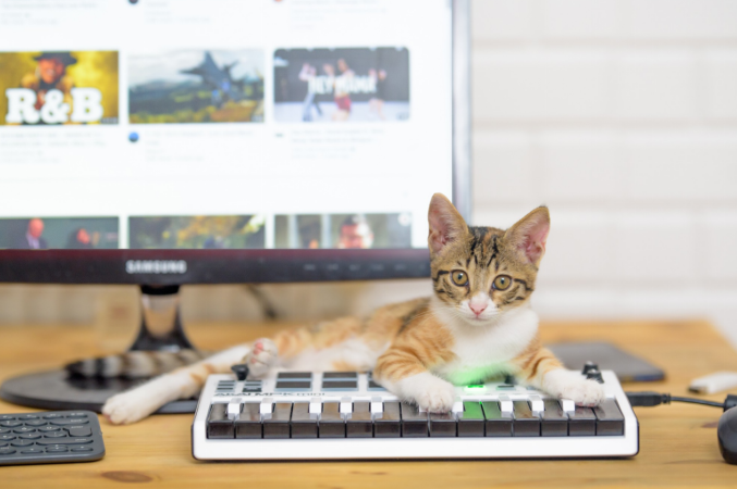 video game cats