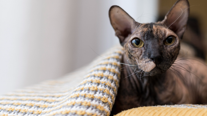 Lykoi Cat