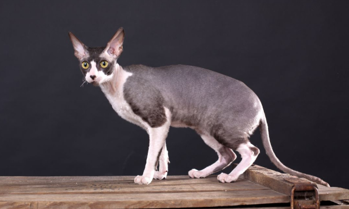Cornish Rex Cats