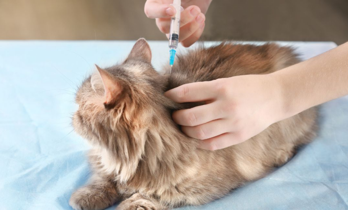Vestibular Disease in Cats