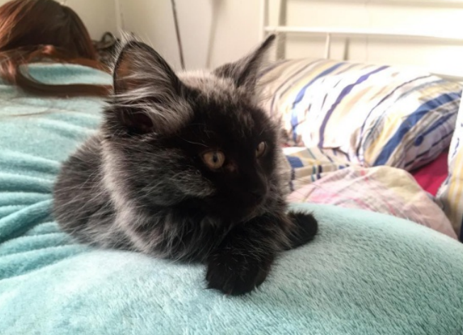 fever coat in cats