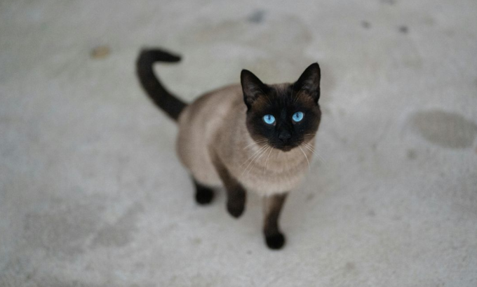 Tonkinese Cat