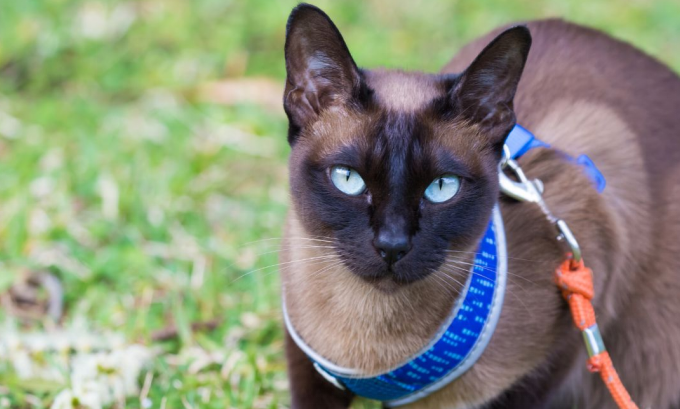 Tonkinese Cat