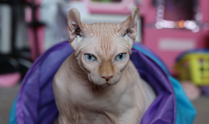 sphynx cat characteristics
