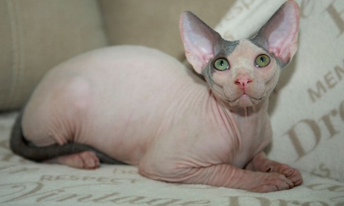 sphynx cat characteristics