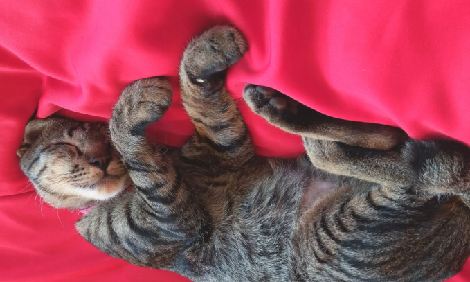 Common Cat Sleeping Positions