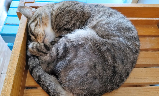 Common Cat Sleeping Positions