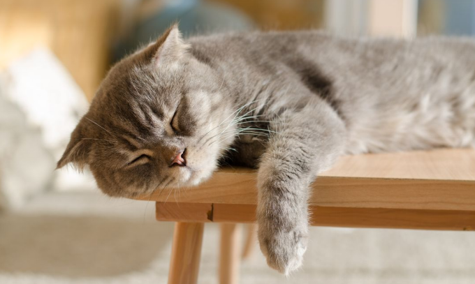 cat sleeps all day