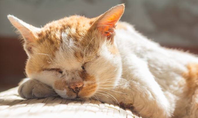 cat sleeps all day