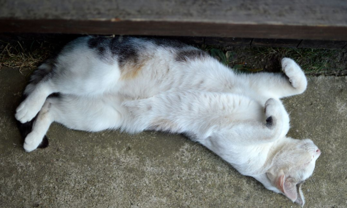 Common Cat Sleeping Positions