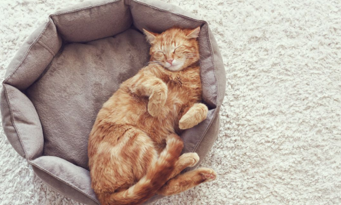 cat sleeps all day