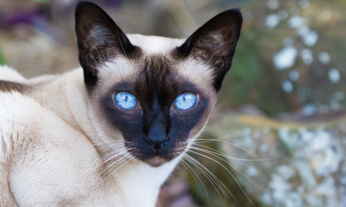 Tonkinese Cat