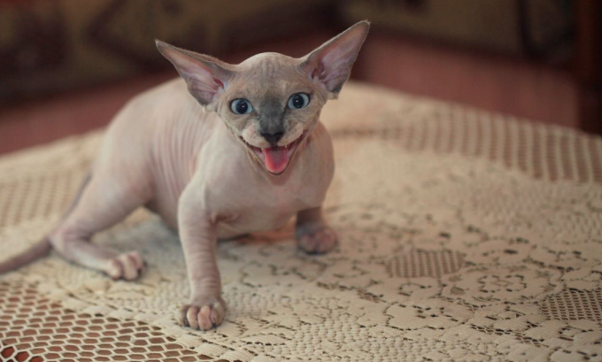 sphynx cat characteristics