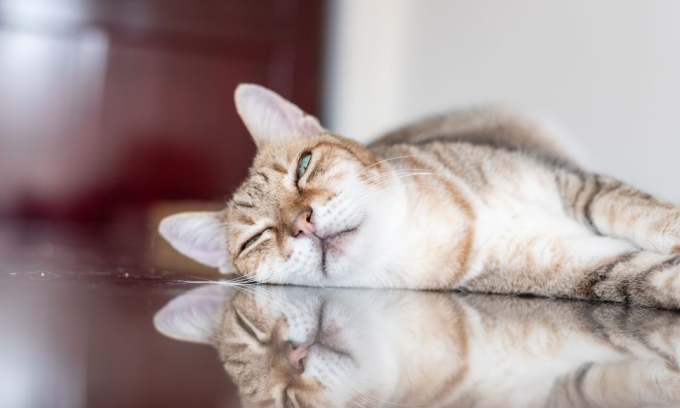 Lazy Cats: Why They Lounge, Which Breeds Do It Best, and What It Means