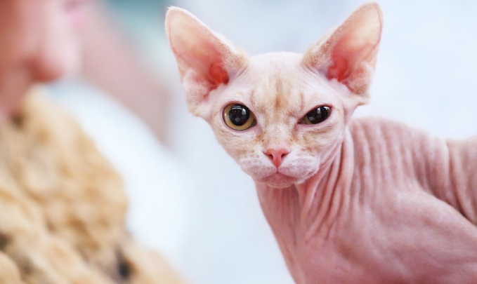 Cat Without Whiskers