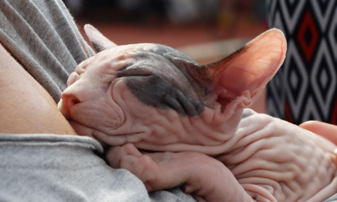 Cat Without Whiskers