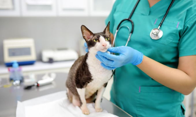 Disabled Cat