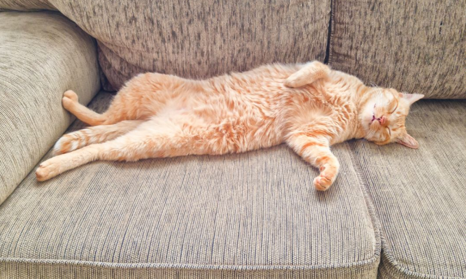 lazy cats