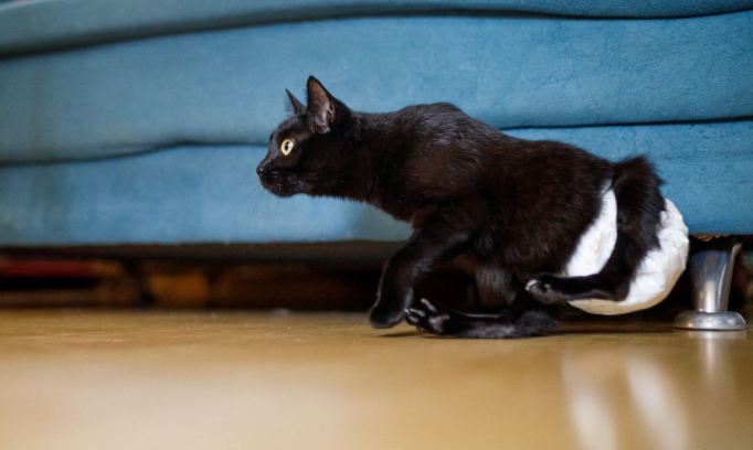 Disabled Cat