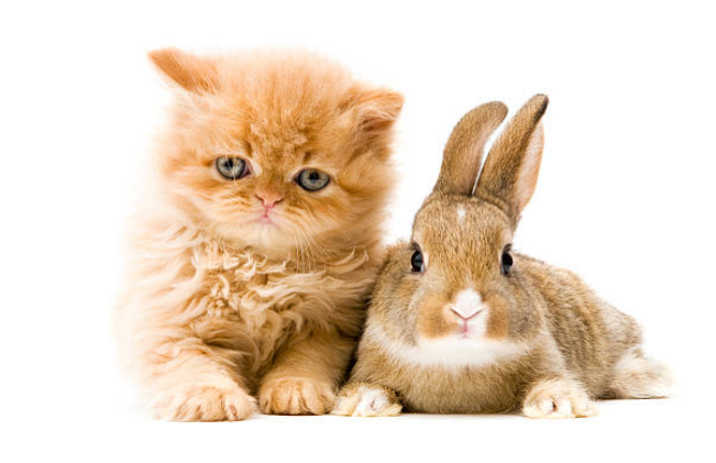 A friendly relationship between a cat and a rabbit