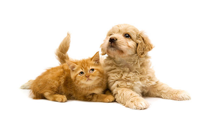 are goldendoodles good with cats