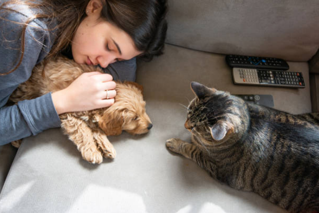 are goldendoodles good with cats