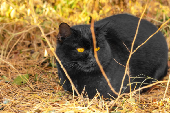 Fat Bombay Cat