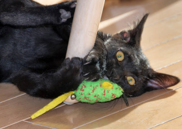 avoid obesity in bombay cat