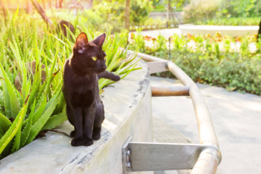 bombay cats and obesity