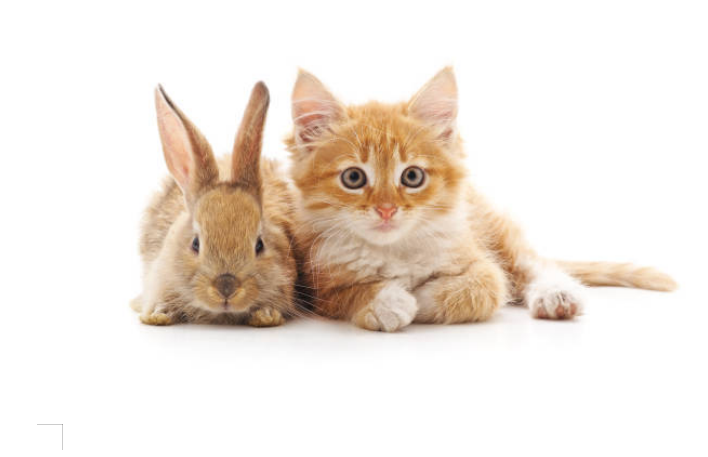 Can Cats and Rabbits Get Along