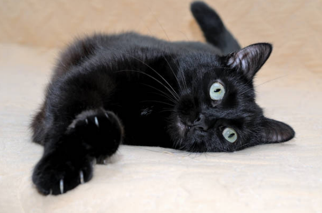 Fat Bombay Cat