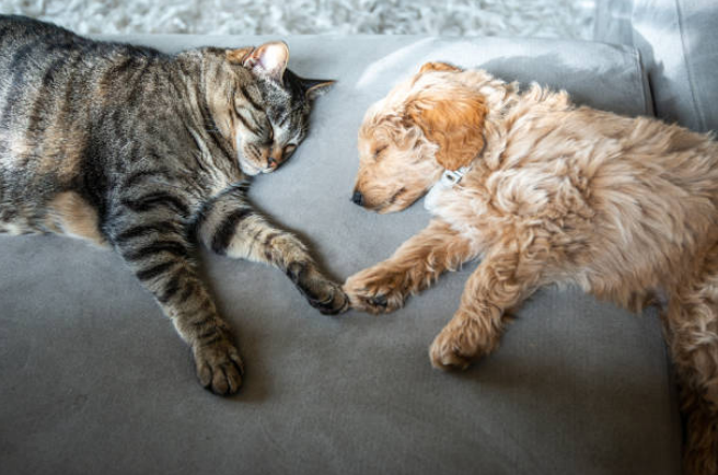 Goldendoodles & Cats: Can These Furry Opposites Be Friends?