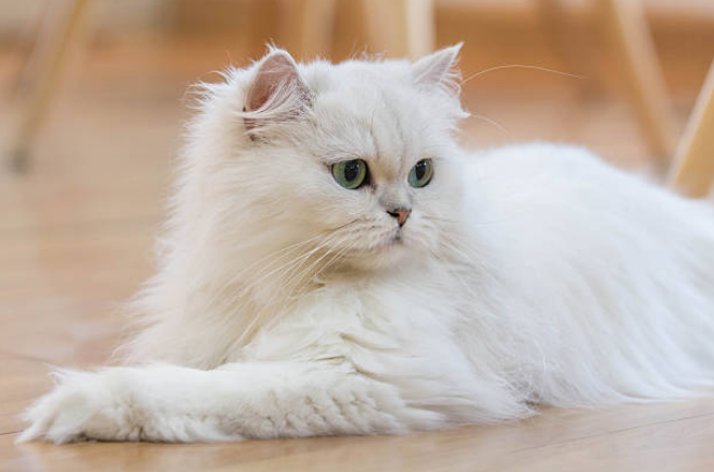 How big do persian cats get