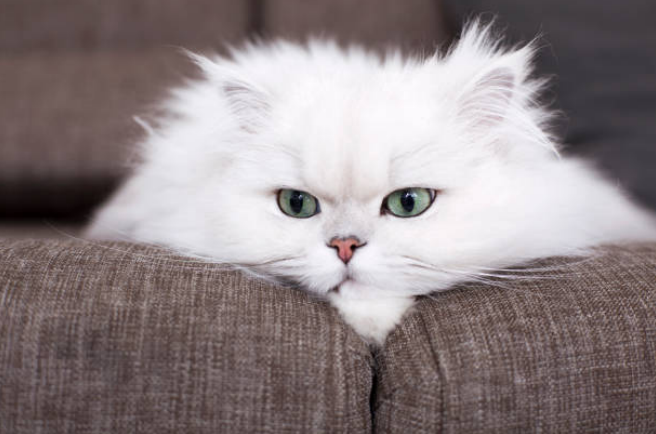 Persian cat full size