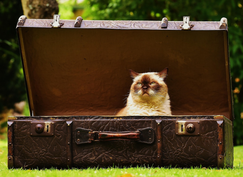 Cat being curious and playing with a briefcase