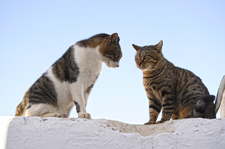 Cat body language showing they are about to fight