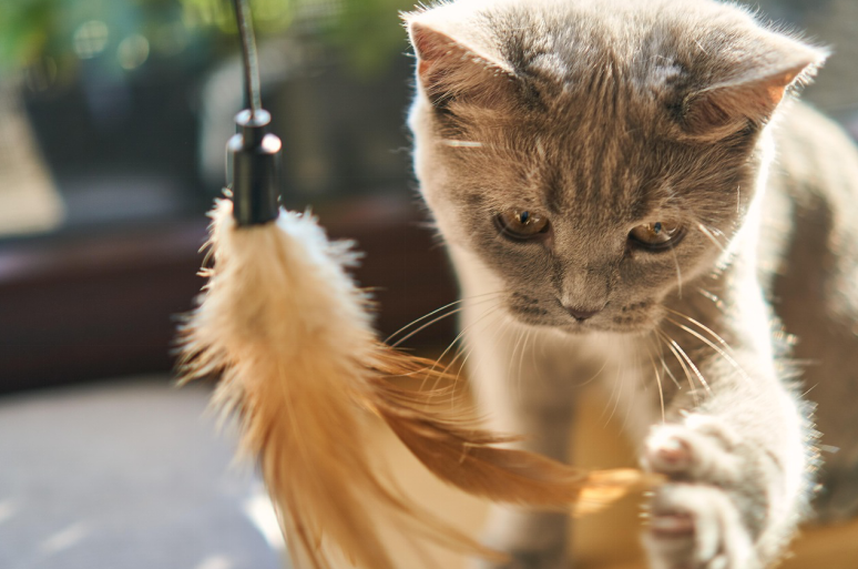 Kitten being curious and playing around with surroundings