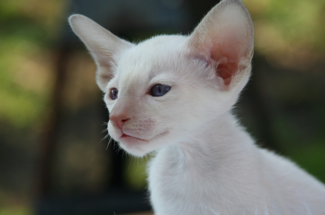 Peterbald cat personality